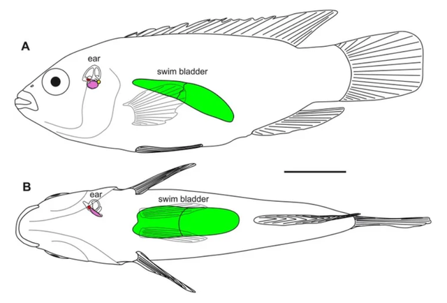 为什么花胶上面有绿色 2026年为什么花胶上面有绿色的点