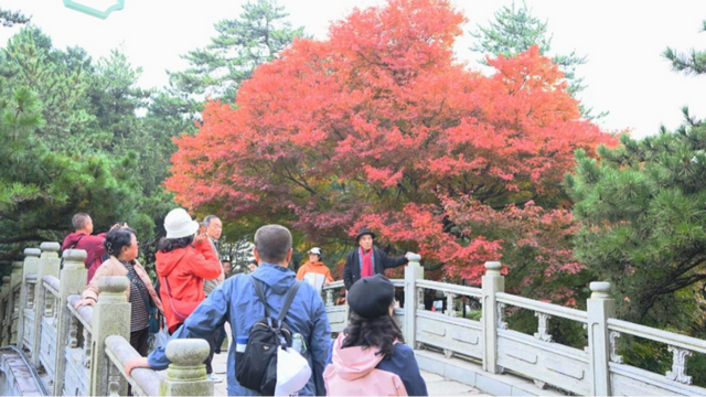 庐山景区开启2025年金秋赏枫季