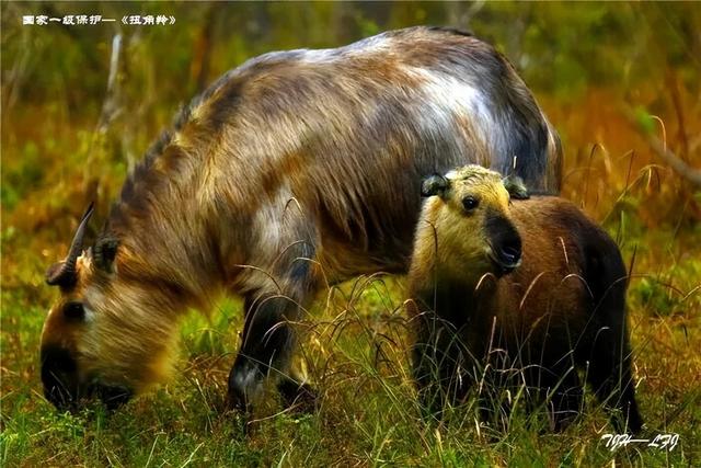 我竟然发现，唐家河红叶居然如此好看！