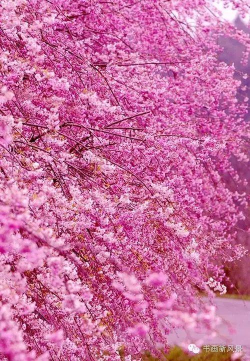 醉是春花烂漫时