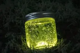 以前随处可见的萤火虫，现在消失不见了！对人类是不是一种警告？图片