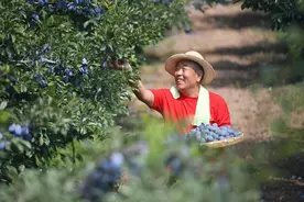 “西”欢你，“梅”道理！太原南翟的西梅成熟了图片