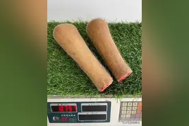 鹿茸的鉴别和功效图片