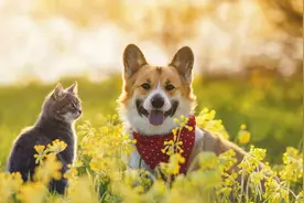 拿捏爱宠心理，"毛孩子”成品牌营销最大赢家?图片