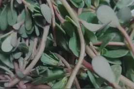 马齿苋！又叫五行草，也是野菜中我最爱的一款，你们喜欢吃吗图片