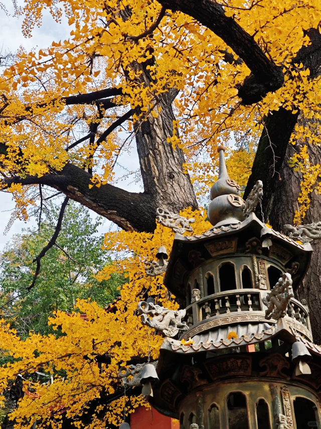 临沂此处天地一色，快来赴一场与金黄的约会吧！