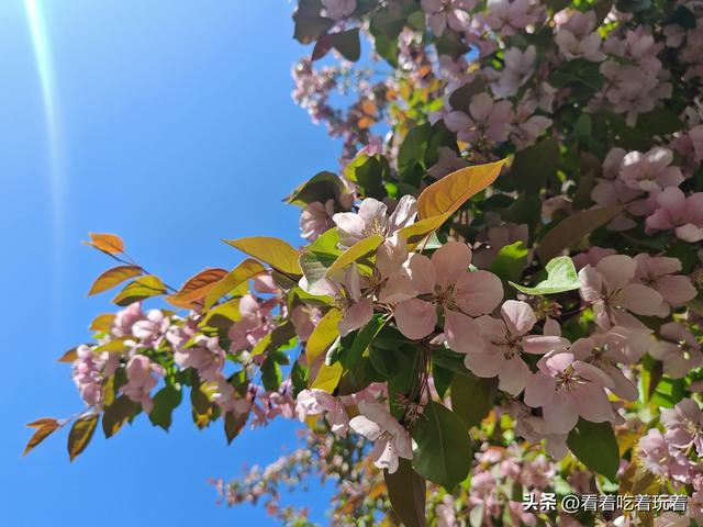 北京公园赏花记