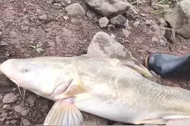 长江“江团”是什么鱼？重庆禁渔期结束，钓鱼人抢着去钓这种鱼！图片