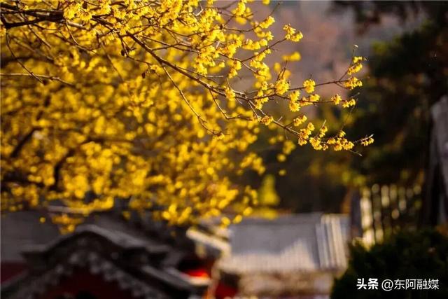 山东的第一波蜡梅开啦！快来邂逅这份冬日限定的浪漫