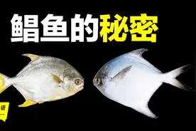 从家常海鲜，到神秘鱼类，为什么买鲳鱼就像买彩票一样？图片