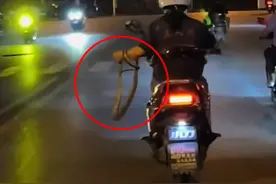 女子深夜徒手抓大蛇在街上骑行 同事：她下班后路边碰到的 带走放生了图片