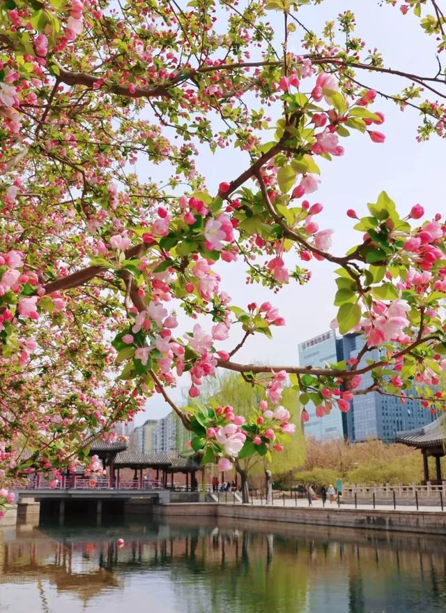 北京6处“高颜值”海棠花公园，粉色花枝肆意伸展，值得去一次