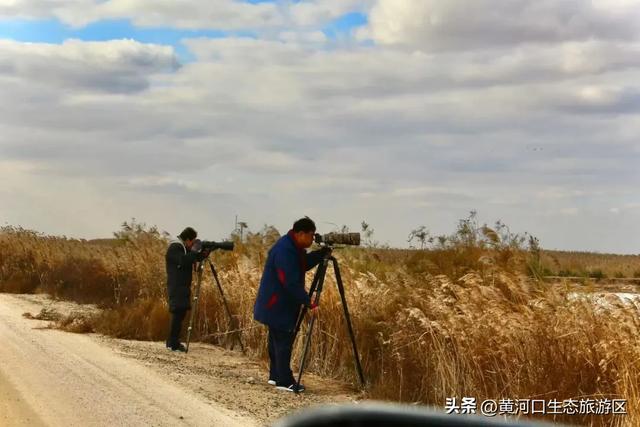 【黄河口生态旅游区】黄河口最美观鸟季已上线，赏鸟正当时！快来邂逅候鸟之约吧！