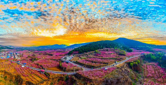 肥城桃花开成海 桃源春风醉若仙