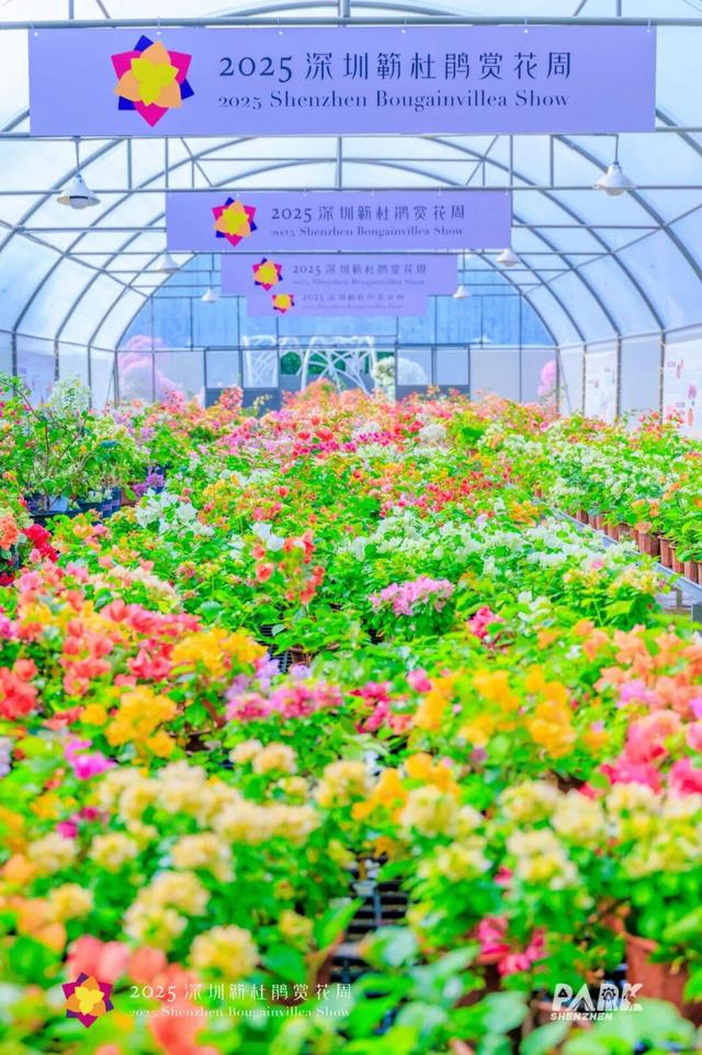 挤爆了！今天莲花山都是人人人，网友：感觉全深圳都来了！