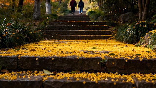 桂雨织金庐州景，枫红映水巢湖秋 —— 合肥秋日漫游纪行
