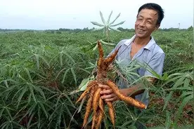 1千克就能致命，但却曾被当成“粮食”来食用，如今还在大量种？图片