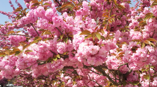 两当：一城繁花绘春色