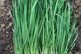 韭菜最怕这“三种肥”千万不要乱用，看看是哪三种肥图片