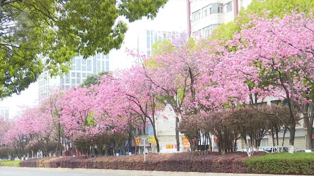 “Color Walk”火了！在昆明，用颜色解锁一座城