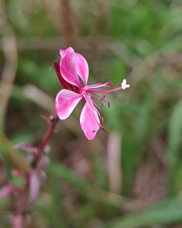繁花似锦的秋天