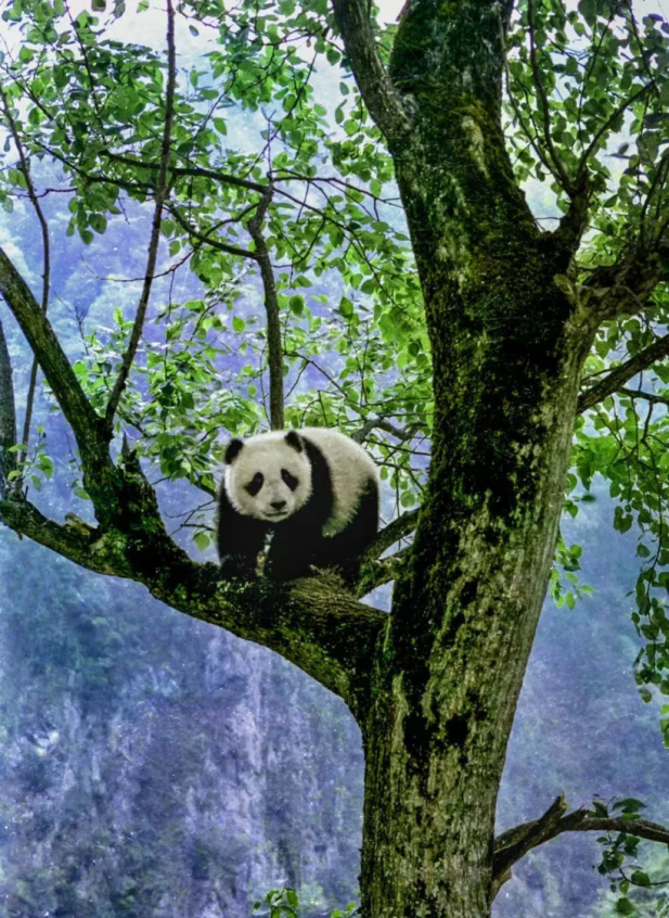 遛娃宝藏地 | 亲子游可以去哪？宝兴帮你安排！