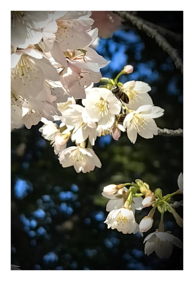 【夏云】早春三月，樱你而美——静安雕塑公园赏花记