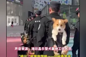笑翻了！柯基混上编制后！成了警队里团宠！上班有人背着。图片