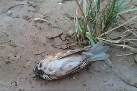 麻雀的寿命是多少年？为啥很少见到麻雀的尸体呢？图片