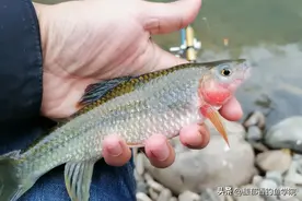 溪石斑鱼的5个垂钓要领，鱼儿抢食钓得多图片