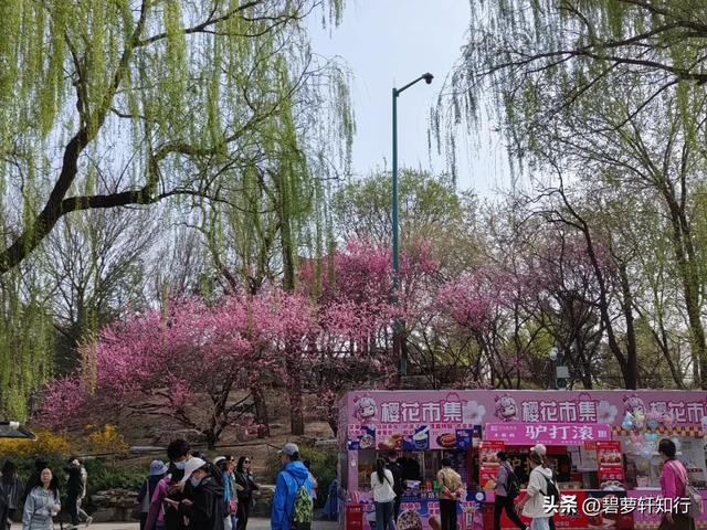 北京玉渊潭,赏樱正当时