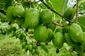 永吉县双河镇：软枣猕猴桃 致富“软黄金”图片