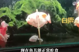 金鱼翻肚皮被绑筷子固定酷似踩高跷图片