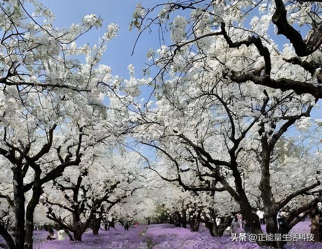万亩梨花醉春风！3万亩梨园盛放迎客，第十一届梨花节浪漫启幕！
