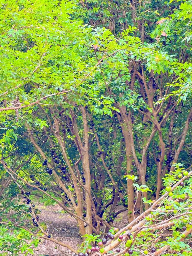 趣春游,赴一场蓝洋踏青的邀约