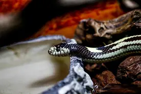 蛇最怕什么东西？家里有了它，再也不怕蛇会进家里了！图片