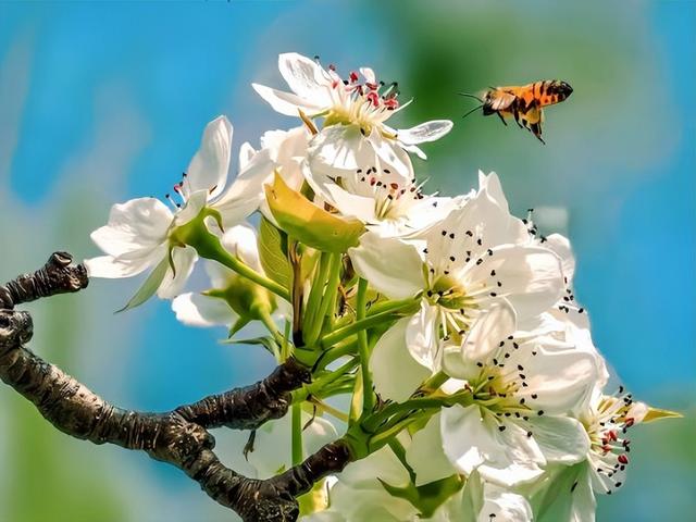 静·画丨春约梨乡 寻花良王庄