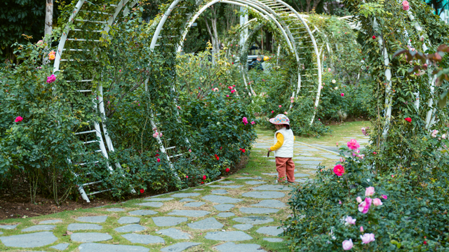 2026深圳国际月季文化年，精彩不打烊！