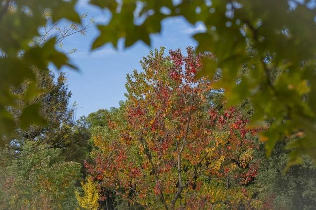 红叶如火，塔川正浓 | 皖美冬日 | 第十五届安徽国际文化旅游节