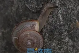 一只蜗牛背后的济南生态密码图片