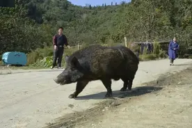 野猪克星终于出现！吃野猪就像吃零嘴，什么物种那么恐怖？图片
