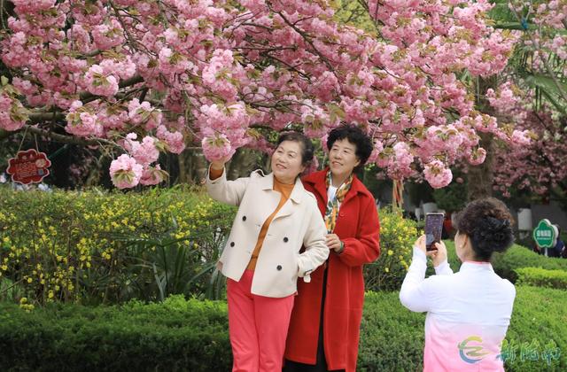 徽县：樱花节会醉游人