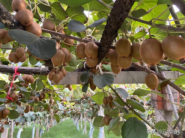 宝鸡这个县要是升成市，就改名猕猴桃市，简称“猕市”，看行不行