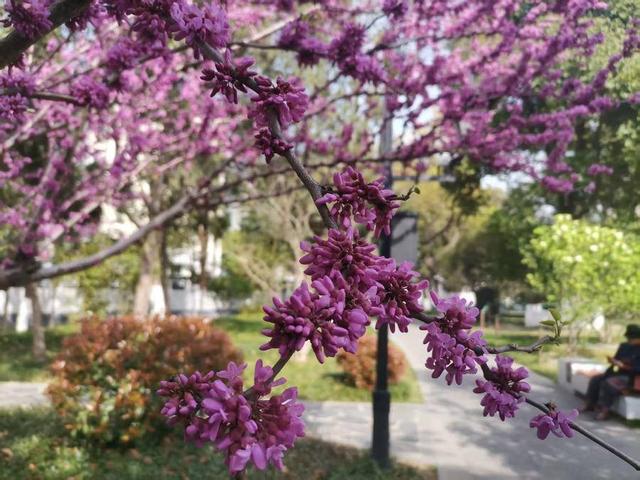 合肥4月花讯请查收！快进来交换春天→