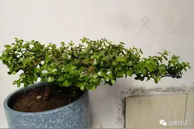 ​盆栽金枝玉叶，2种枝条不能留，太杂太乱不好看!图片