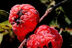 农村常见柘树，曾称为“帝王木”，价格珍贵要保护好，果实可以吃图片