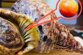 湖南男子剖出2颗海螺珠，价值140万，珍珠界的“劳斯莱斯”！图片