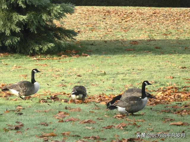 温哥华游记（四）