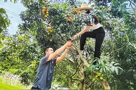 【深圳特区报】24小时!岭南荔枝乘专线 枝头直飞新加坡图片