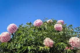 临洮县洮阳镇：千亩紫斑牡丹竞芳菲图片